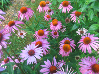 purple coneflower 5